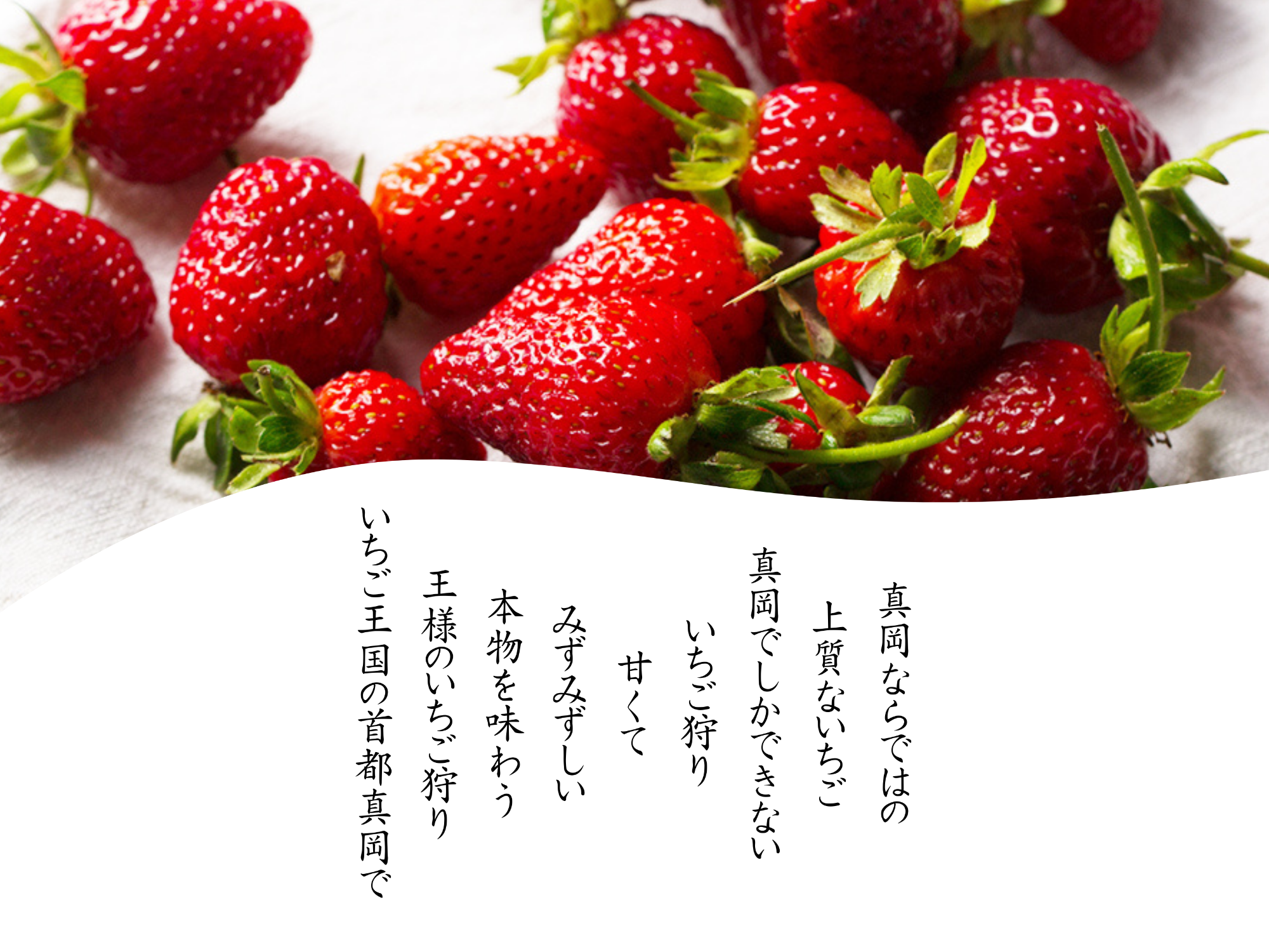 幻の「とちひめ」いちご狩りは、日本一のいちごのまち栃木県真岡市で