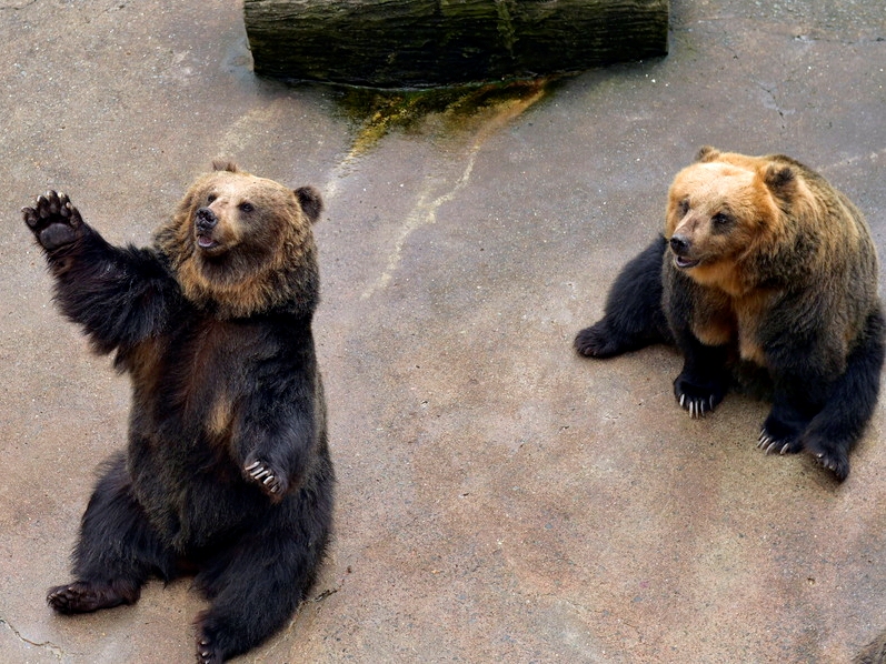 ベアバレー｜阿蘇カドリー・ドミニオン - 阿蘇カドリー・ドミニオン