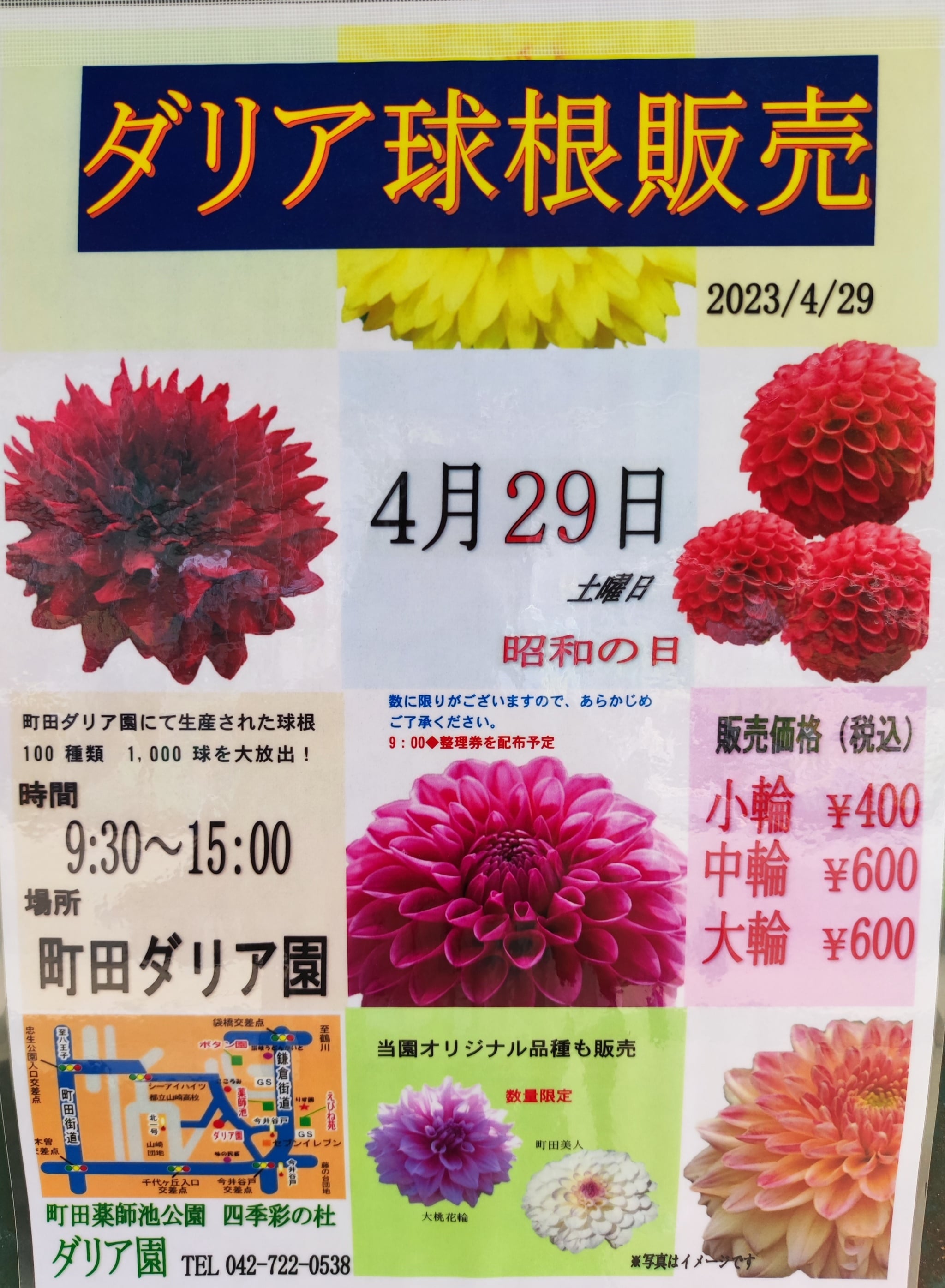 ダリア球根販売のお知らせ