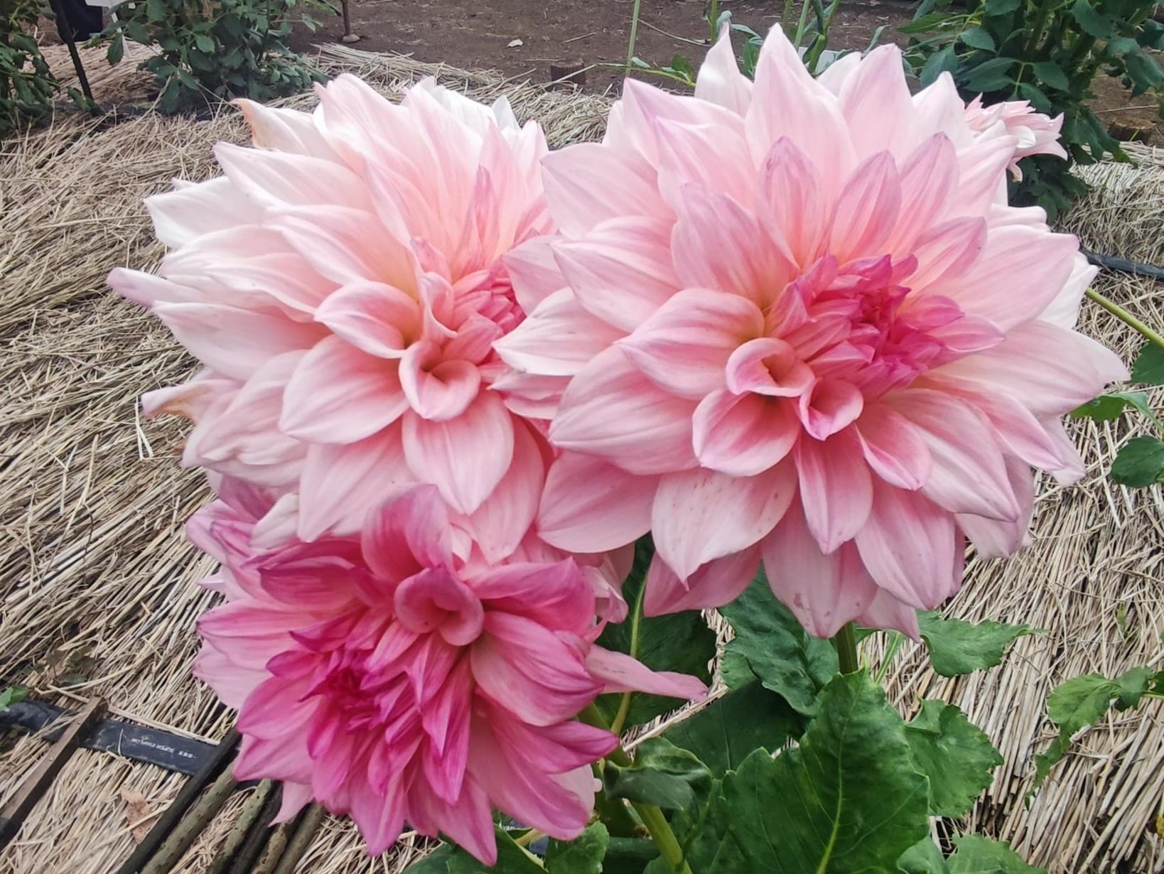 夏ダリアの見頃です！