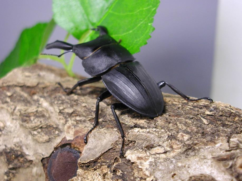 スジブトヒラタクワガタ：クワガタムシ・カブトムシのオンライン図鑑