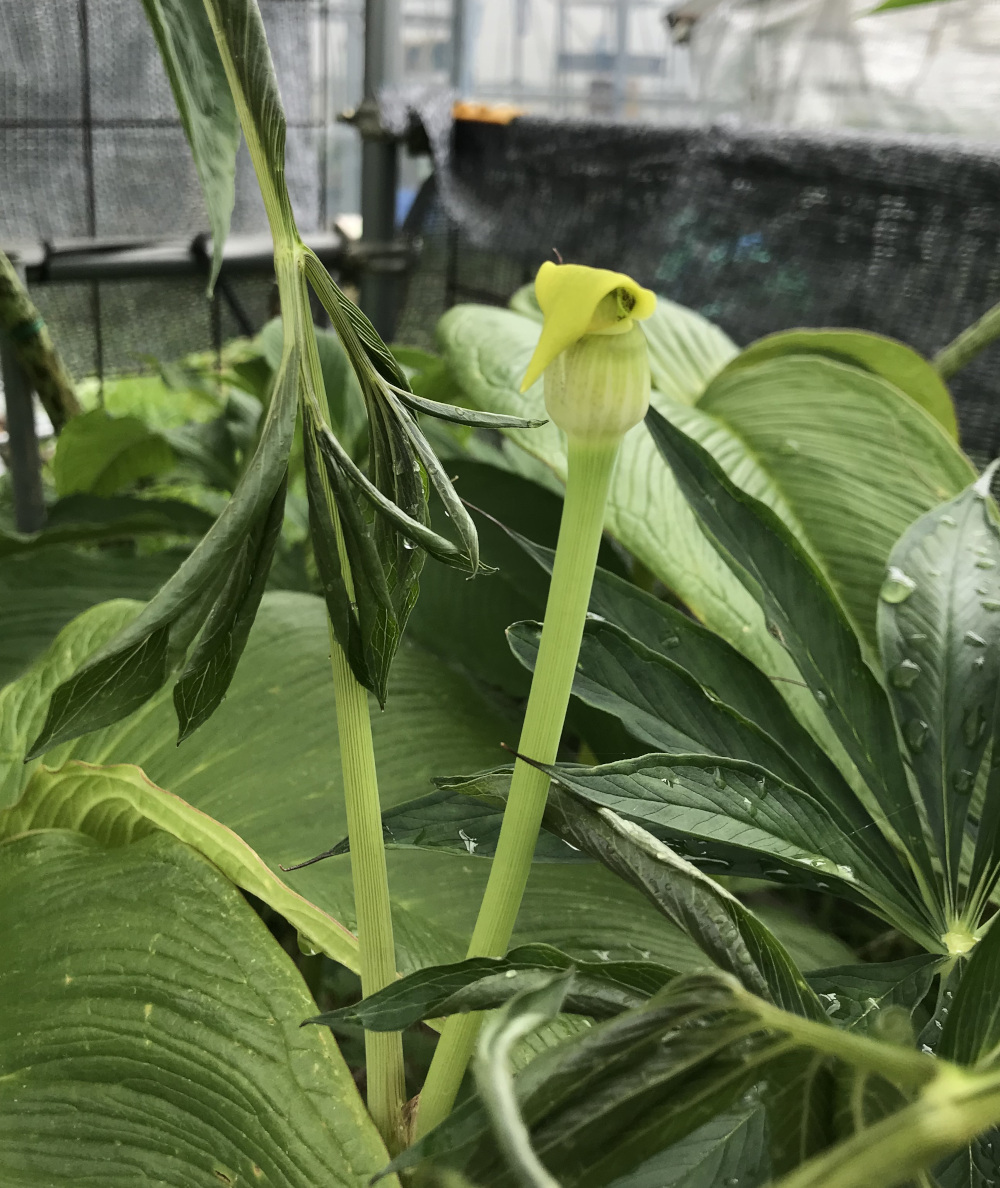 アリサエマ（テンナンショウ）属／テンナンショウ倶楽部／ぱんさの