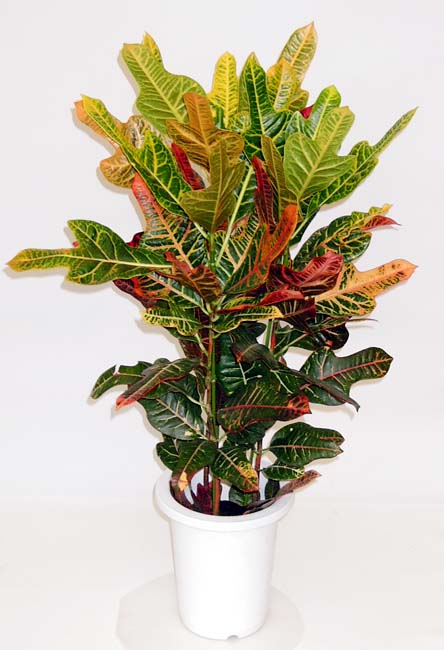 極彩色豊かなクロトンノキを特集しました。全品最上品質・低価格！