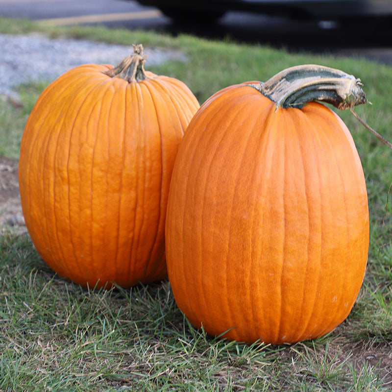 Pumpkin Howden Biggie Seed – Harris Seeds