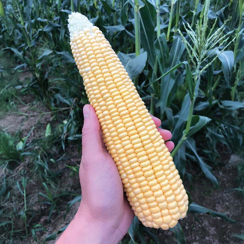 Sweet Corn Illini Xtra-Sweet F1 Seed – Harris Seeds