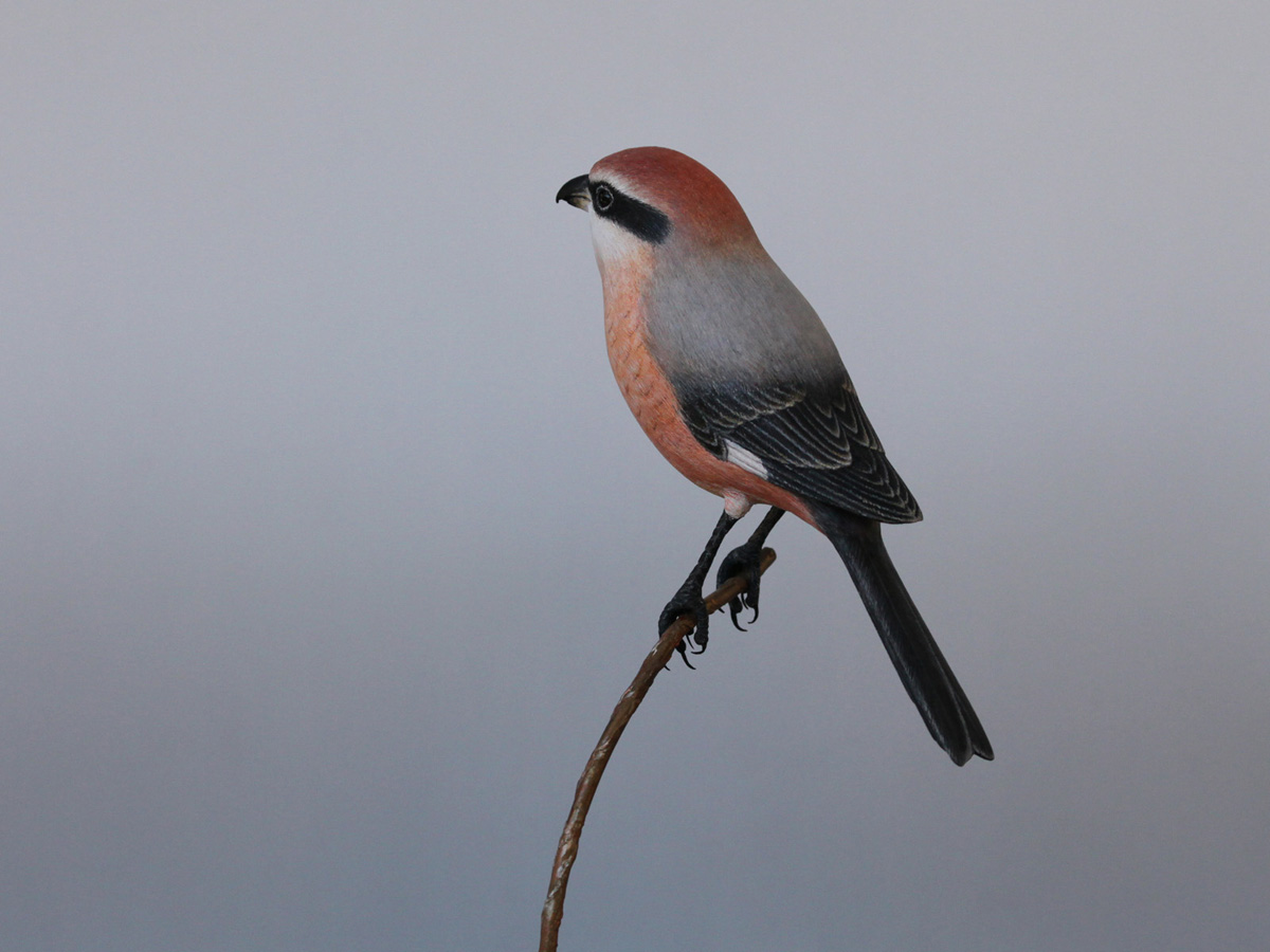 Bird Carving Gallery