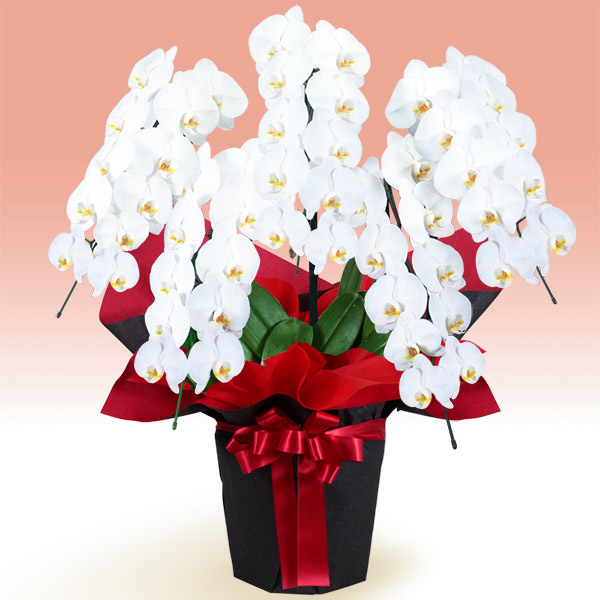 胡蝶蘭 5本立（つぼみを含む50輪以上）赤系ラッピング - 花鉢（胡蝶蘭