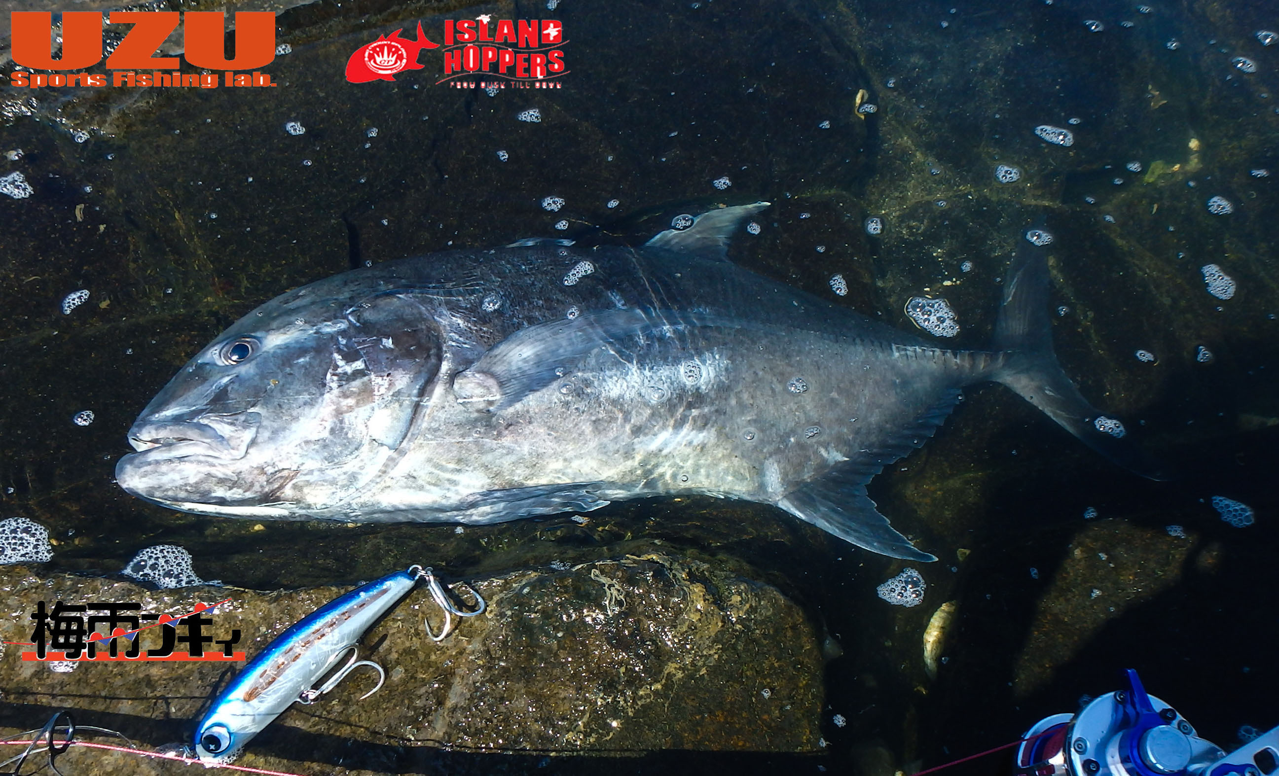 UZU 梅雨ブギィ 諏訪瀬島より入荷致しました。 イノウエ商店/鹿児島