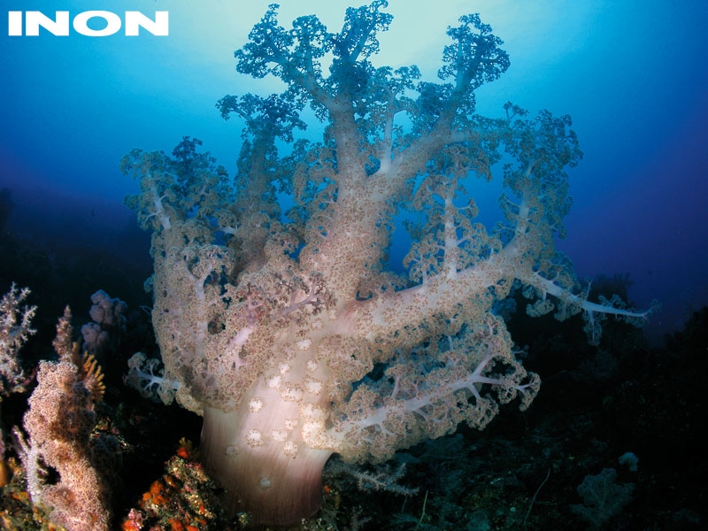 INON ドームレンズユニット for UWL-100 【概要】