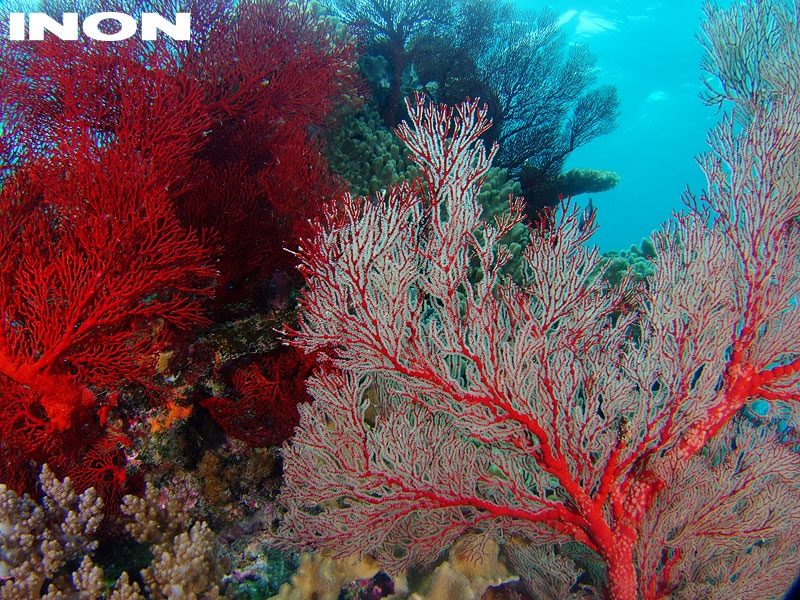 INON ワイドコンバージョンレンズ UWL-105AD 【概要】