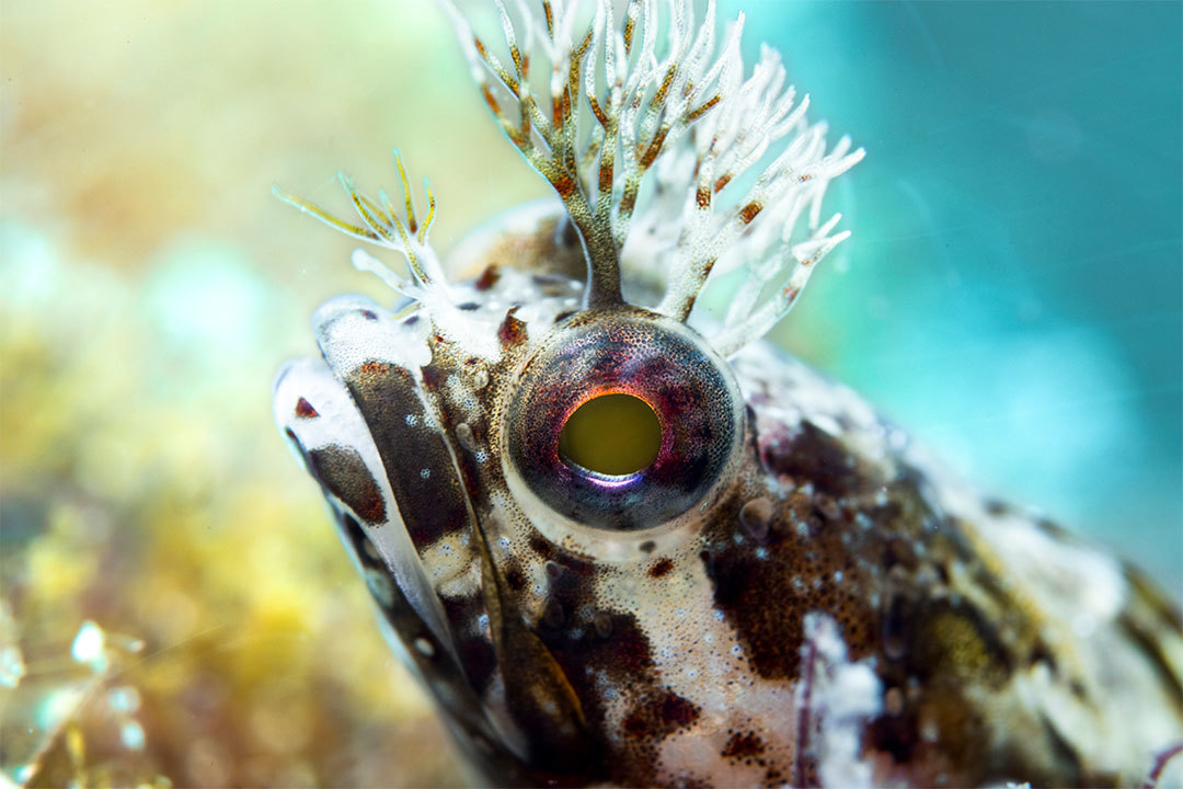 INON 水中クローズアップレンズ UCL-67 XD 【特長】