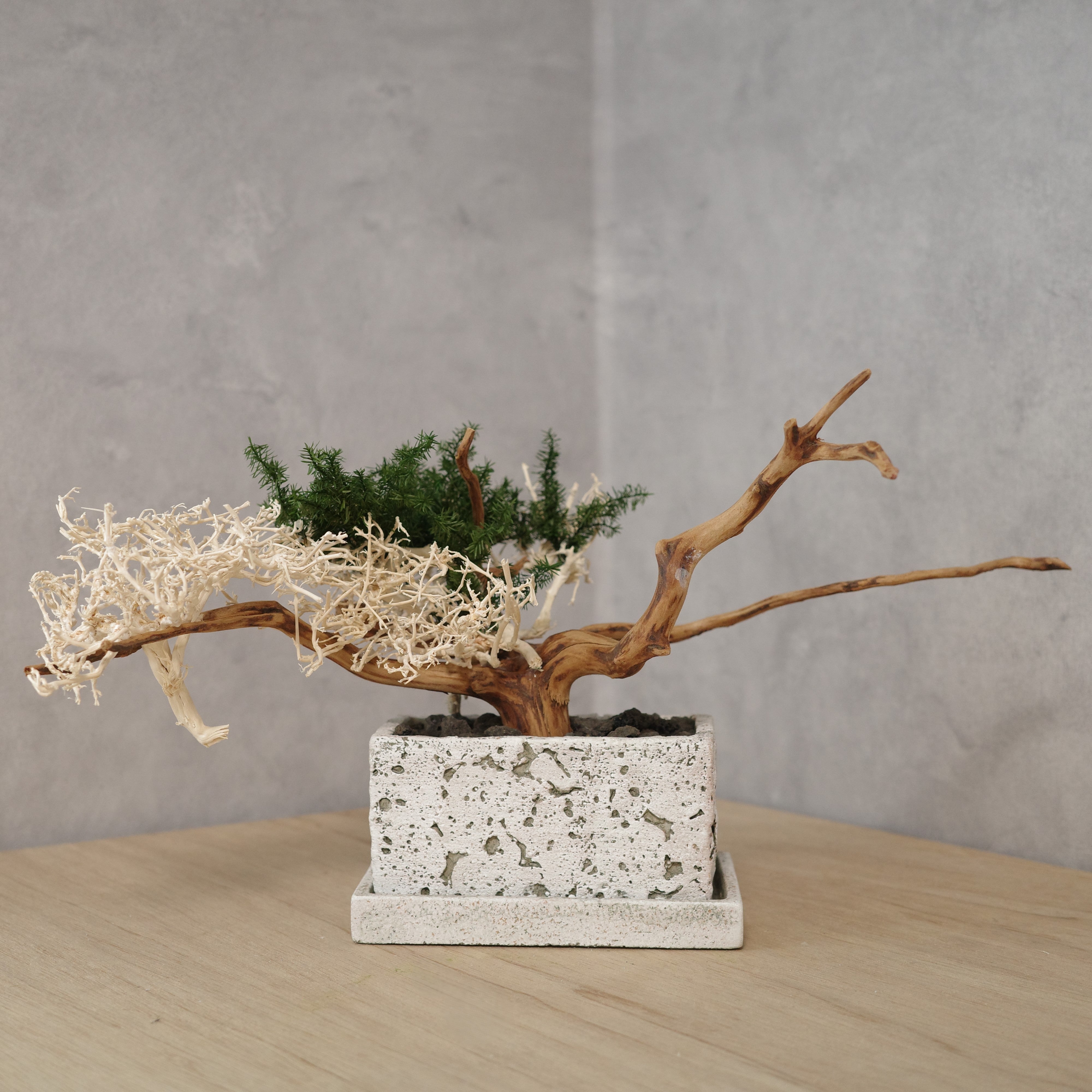 アート盆栽series`No.0708 | 植物・造花の店舗ディスプレイ | 空間