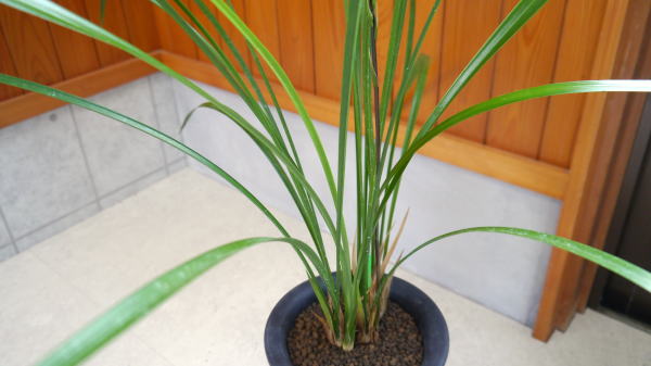 寒蘭 四万十川の誉 赤花