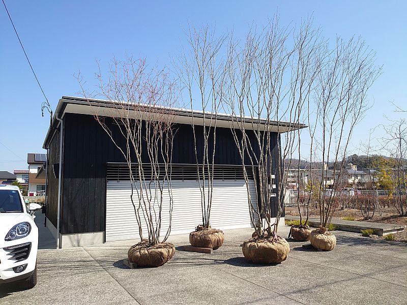 2023.03.18(土) アオダモ、ハウチワカエデ、雑木の植栽 福島市 庭・外