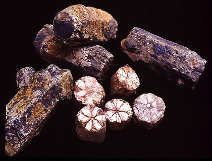 奇石博物館 収蔵品 桜石