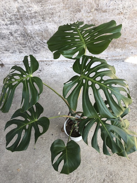 ペペロミア サンデルシー 斑入り Peperomia sandersii variegated