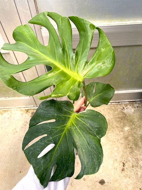 モンステラ デリシオーサ ミューテーション 実生 一点もの みどりの