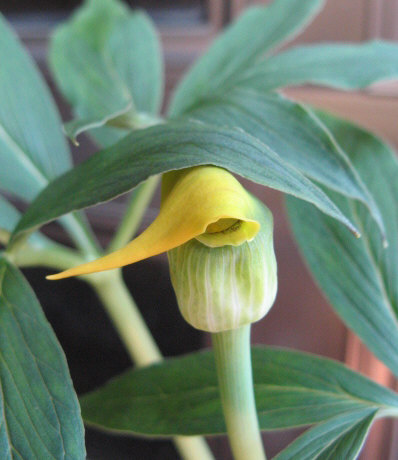 アリサエマ（テンナンショウ）属／テンナンショウ倶楽部／ぱんさの