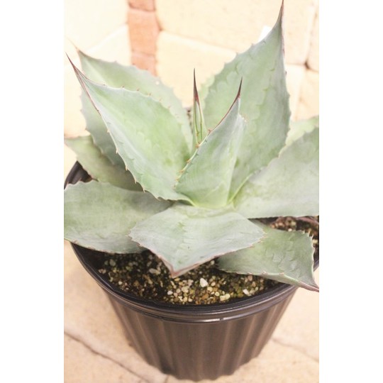 観葉植物 種類/アガベ オバティフォリア 7号 ポット鉢 高さ約35cm 商品
