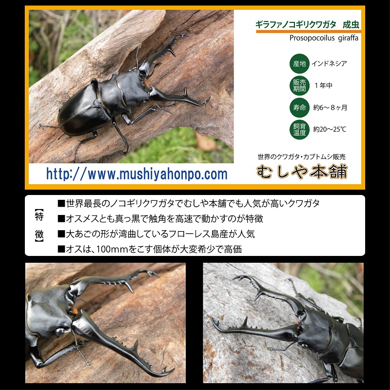 ギラファ ノコギリ クワガタ 成虫 【オス+メス】ペア Lサイズ