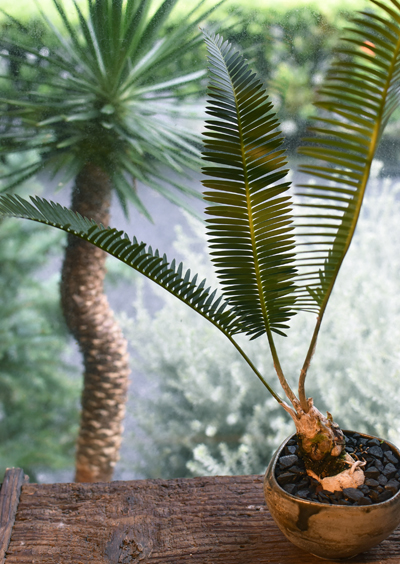 ディオーン・エデュレ - Collection : コレクション - NEO GREEN