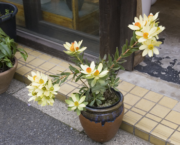 リューカデンドロン・サマーサン - Collection : コレクション - NEO