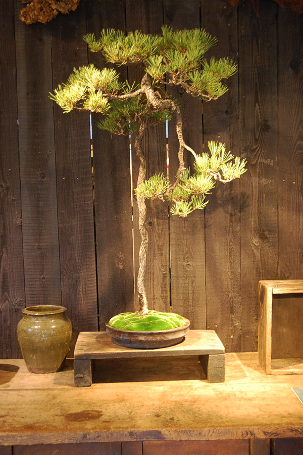 赤松文人 - Collection : コレクション - NEO GREEN : ネオグリーン