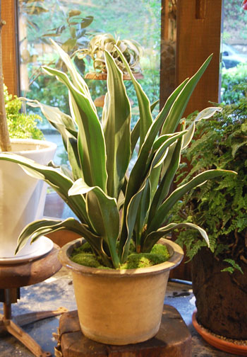 オモト・白覆輪 - Collection : コレクション - NEO GREEN : ネオグリーン