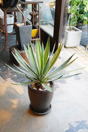 アガベ・アングスティフォリア - Collection : コレクション - NEO