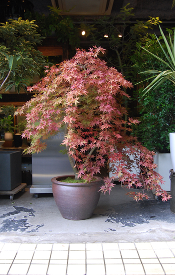 モミジ・流泉 - Collection : コレクション - NEO GREEN : ネオグリーン