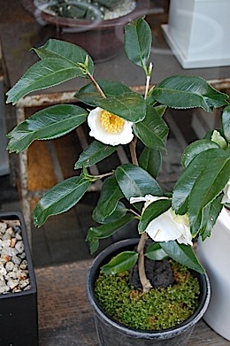 金魚葉椿・白花 - Collection : コレクション - NEO GREEN : ネオグリーン