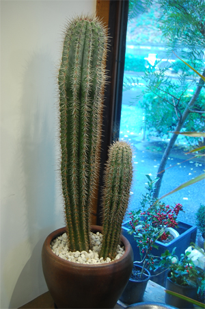 弁慶柱 - Collection : コレクション - NEO GREEN : ネオグリーン