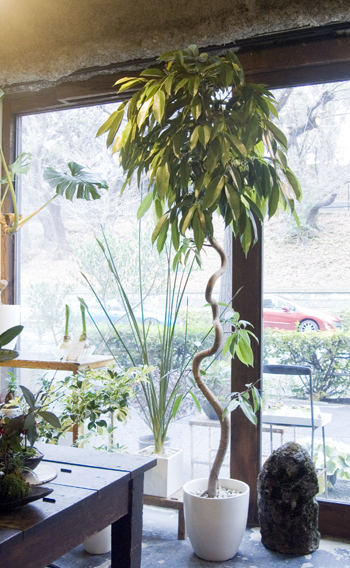 フィカス・アムステルダムキング - Collection : コレクション - NEO