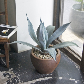 アガベ・エクスパンサ - Collection : コレクション - NEO GREEN