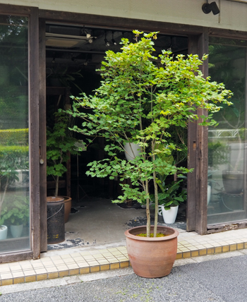 コハウチワカエデ - Collection : コレクション - NEO GREEN : ネオ