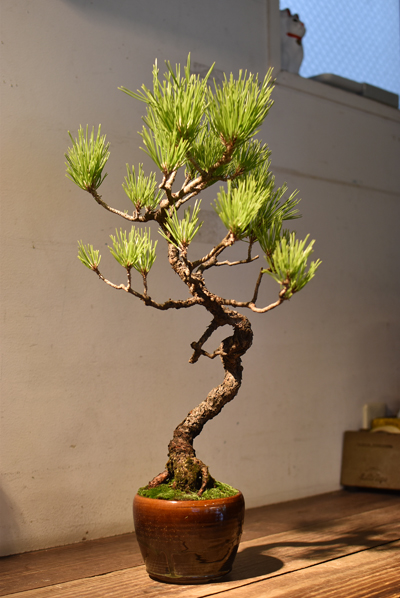 黒松・文人 - Collection : コレクション - NEO GREEN : ネオグリーン