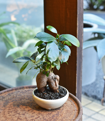 ガジュマル根上がり - Collection : コレクション - NEO GREEN : ネオ