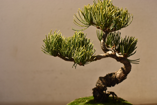 銀八房五葉松 - Collection : コレクション - NEO GREEN : ネオグリーン