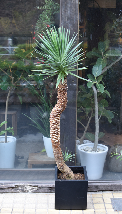 ユッカ・アロイフォリア - Collection : コレクション - NEO GREEN