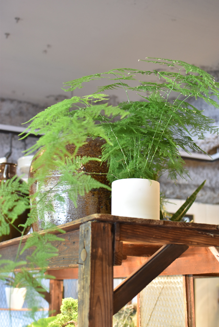 アスパラガス・プルモーサス・ナナス - Collection : コレクション