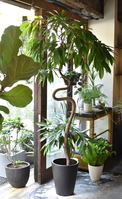 フィカス・アムステルダムキング - Collection : コレクション - NEO