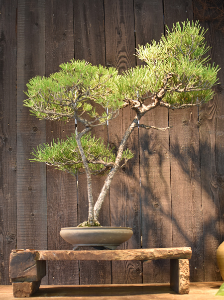 黒松・双幹 - Collection : コレクション - NEO GREEN : ネオグリーン