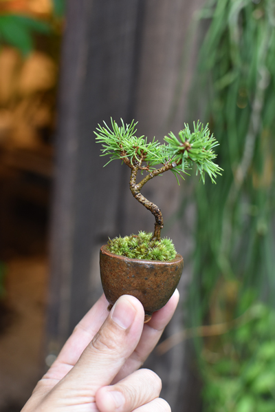 那須五葉松 - Collection : コレクション - NEO GREEN : ネオグリーン