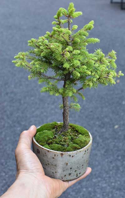 八房エゾ松 - Collection : コレクション - NEO GREEN : ネオグリーン