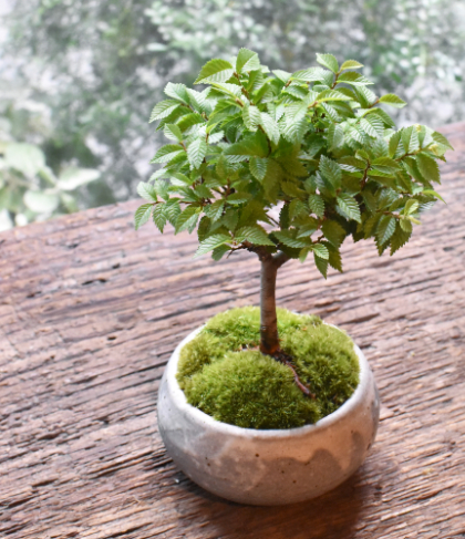 ツクモケヤキ - Collection : コレクション - NEO GREEN : ネオグリーン