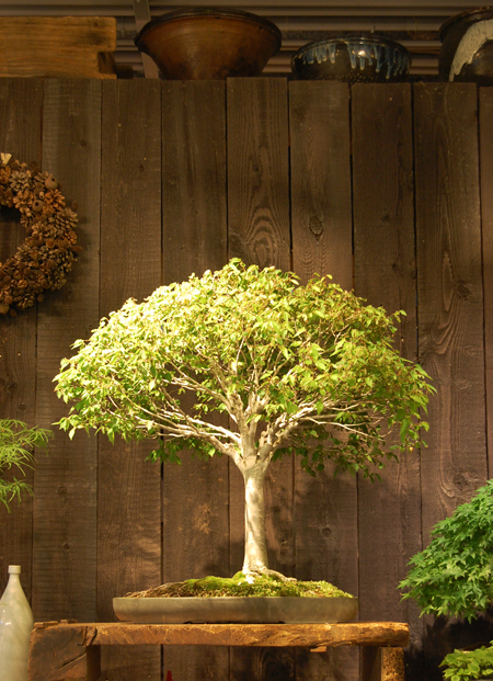 ケヤキ - Collection : コレクション - NEO GREEN : ネオグリーン