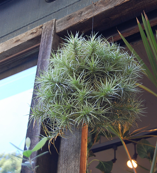 チランジア・ベルゲリー・クランプ - Collection : コレクション - NEO