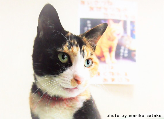 猫の不思議三毛猫│フェリシモ猫部