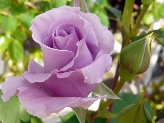 スターリング シルバー - バラ図鑑 - NOIBARA