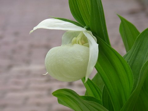 レブンアツモリソウ